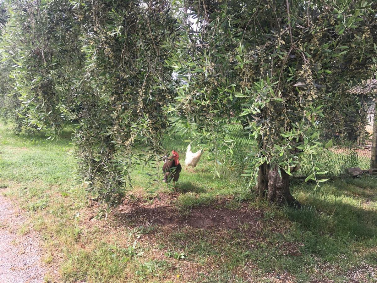 Agriturismo Tenute Poggio Di Bobi Villa Lamporecchio Eksteriør bilde